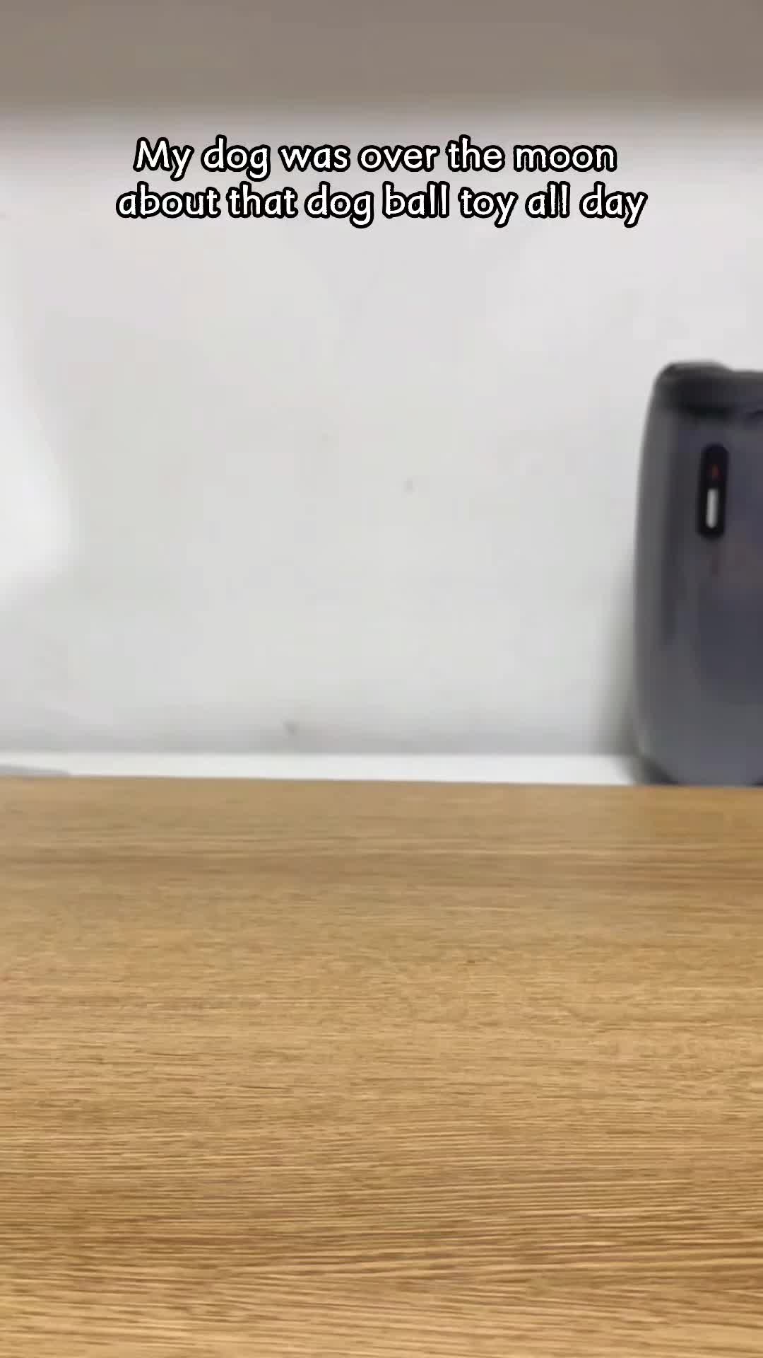 @Potaroma_PetEssentials