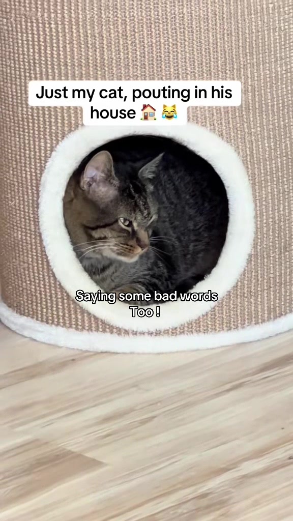 @Joep_the_ rescuecat