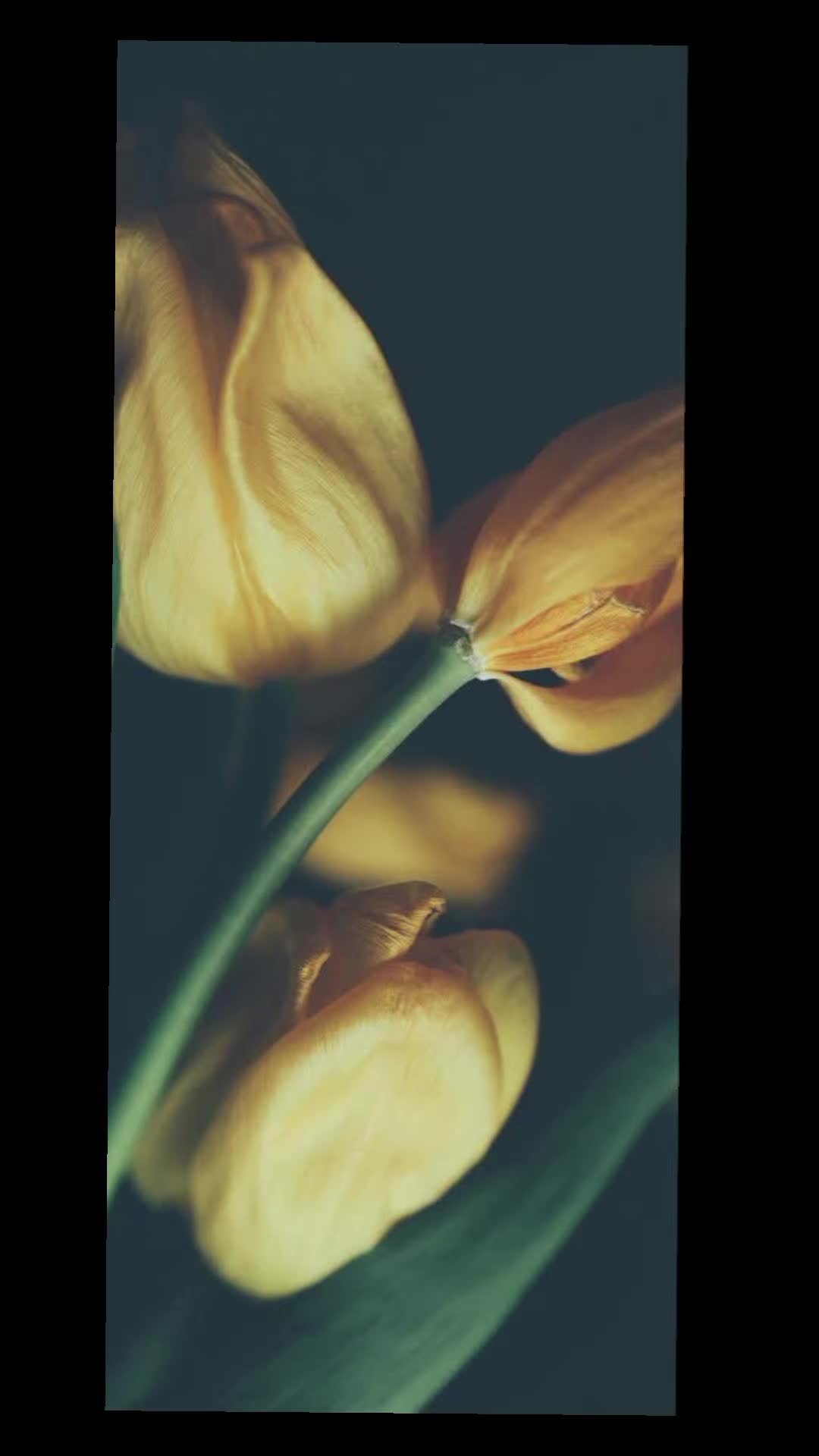 @MïRzÂ.🌹