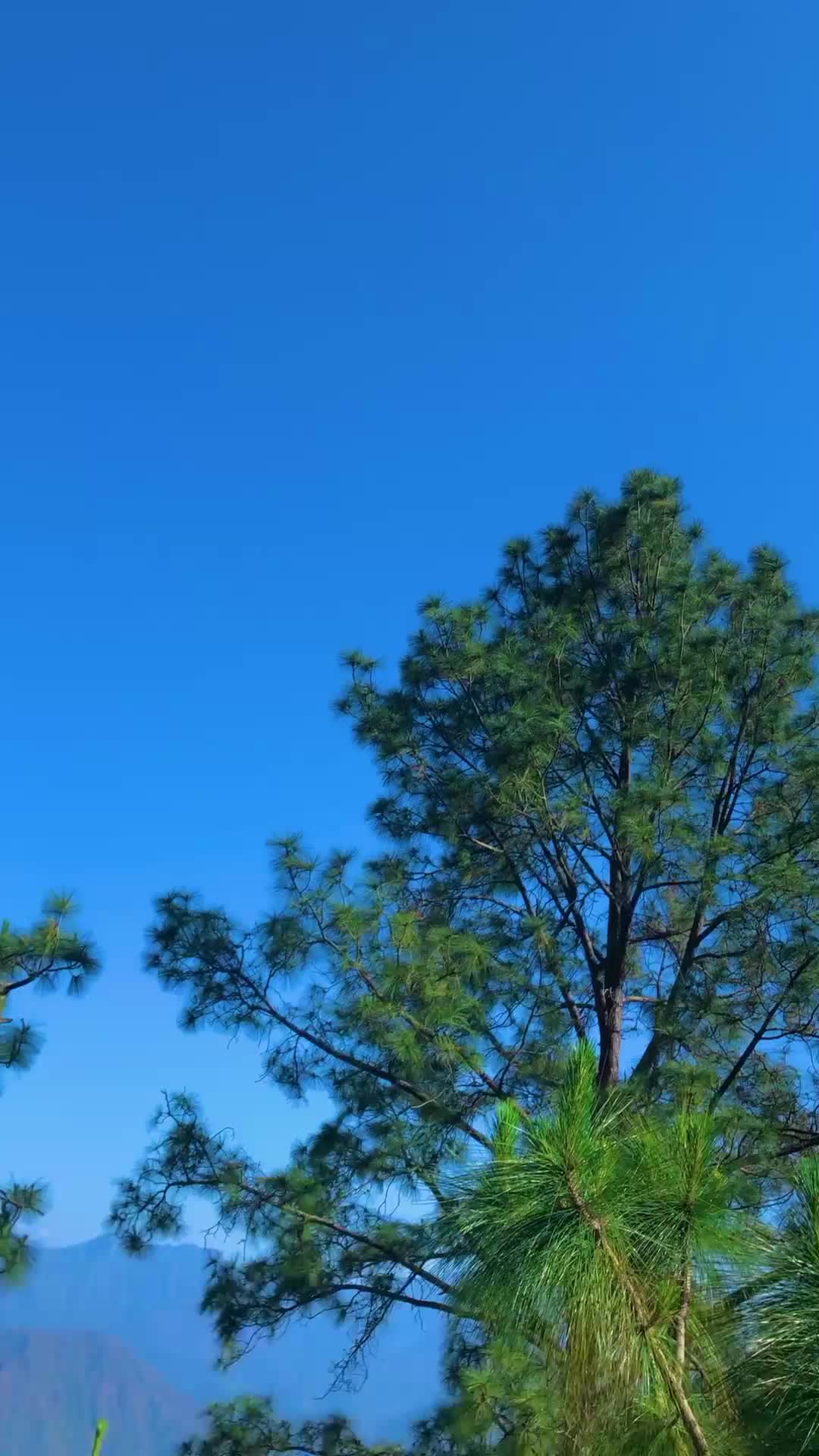 @وطن گلونہ