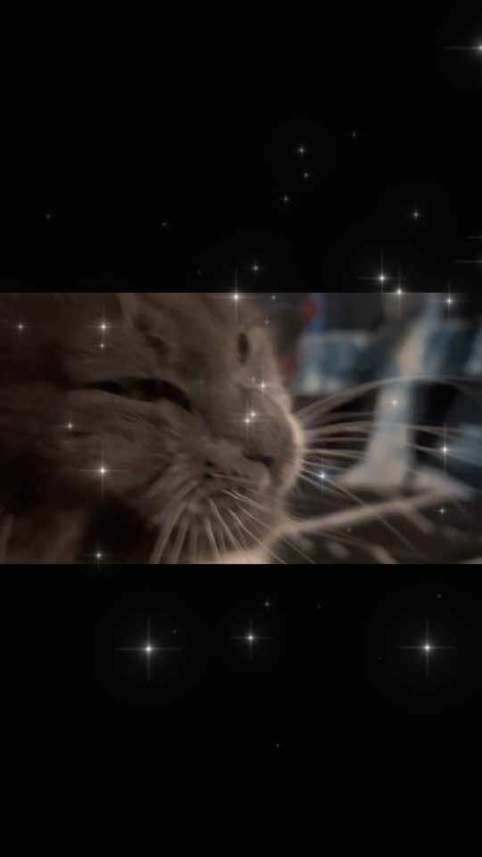 @fatplumpythugcat9000