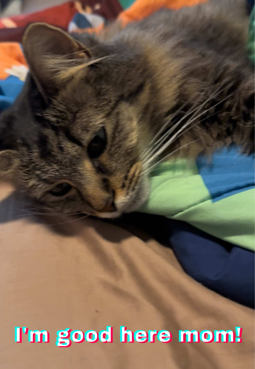 @RoxySnowballCatDrama