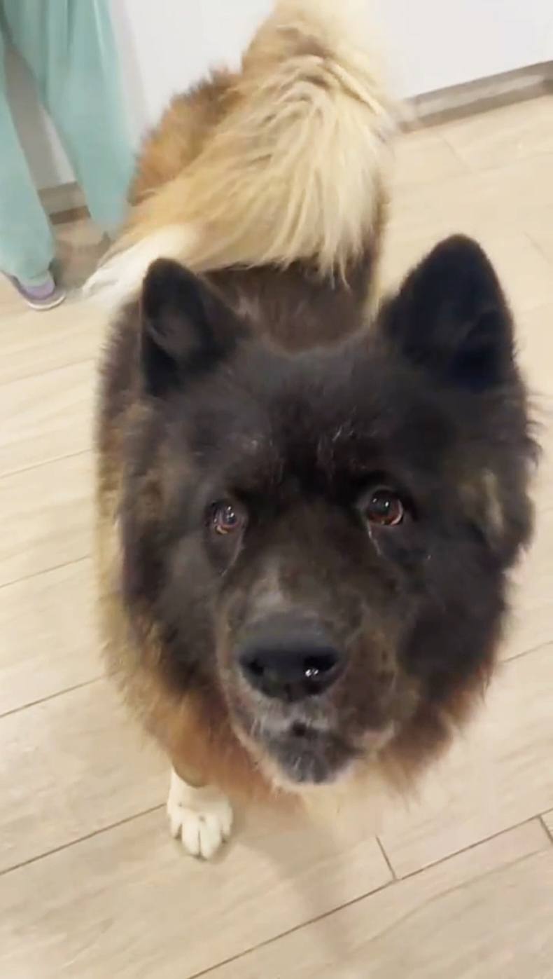@Atila the Akita