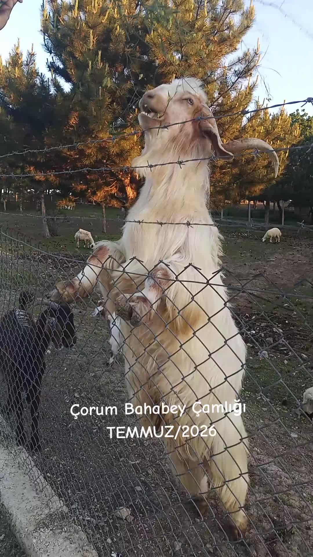 @MUSTAFA ÇABIK