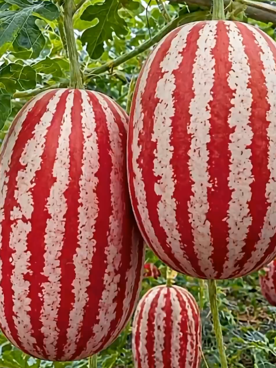 @PlantsLife