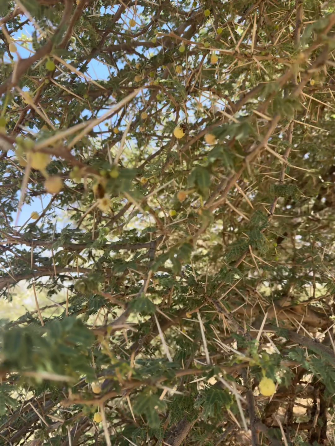 @مناحل ابوعبدالرحمن