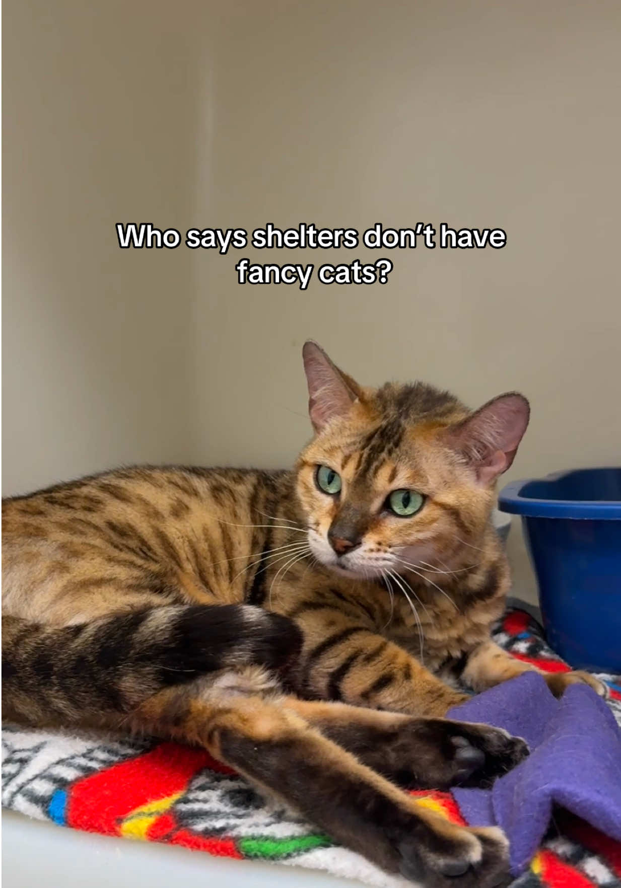 @Deanna | ATL Animal Rescue 🖤
