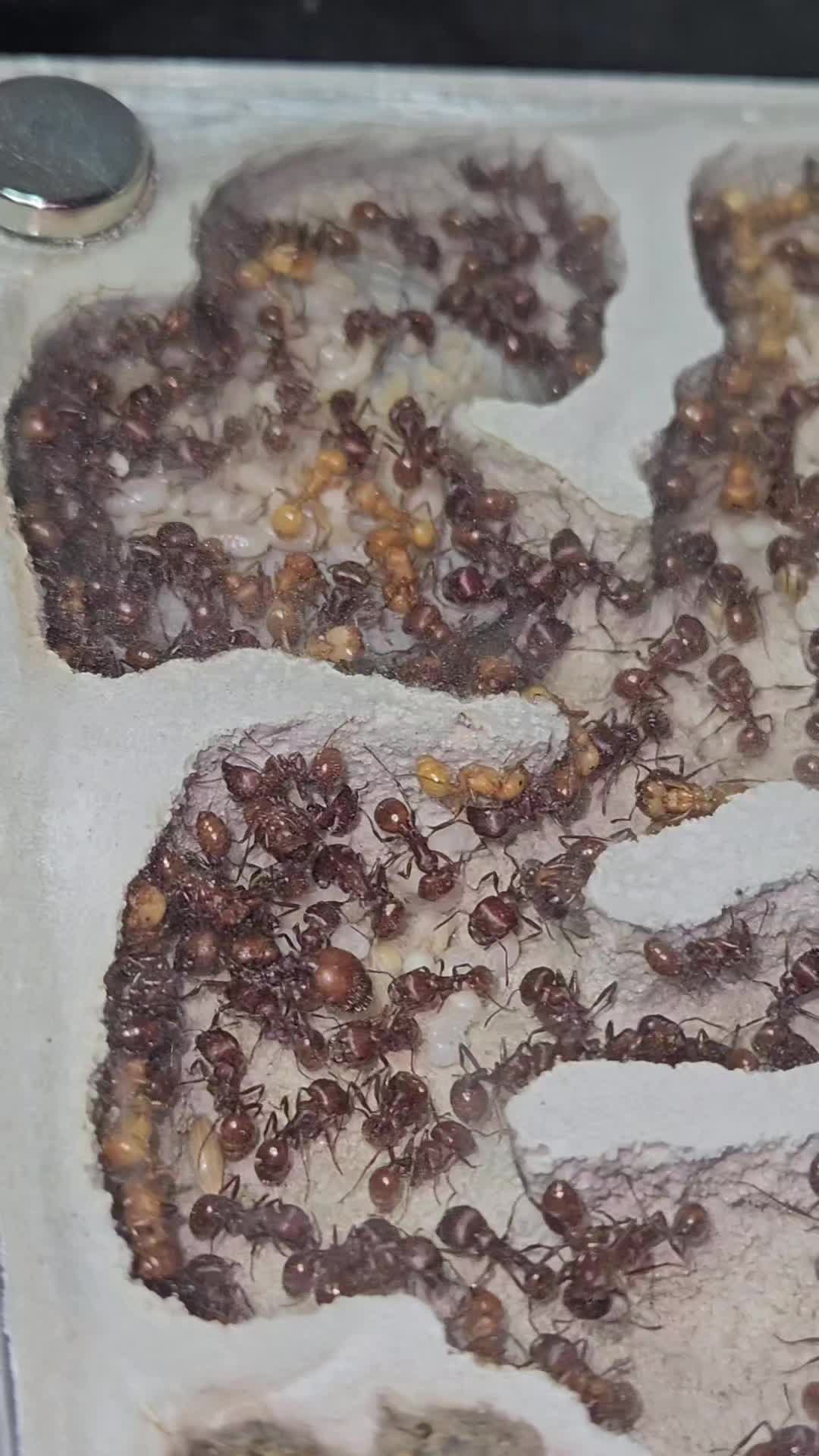 @Aaron's Ants