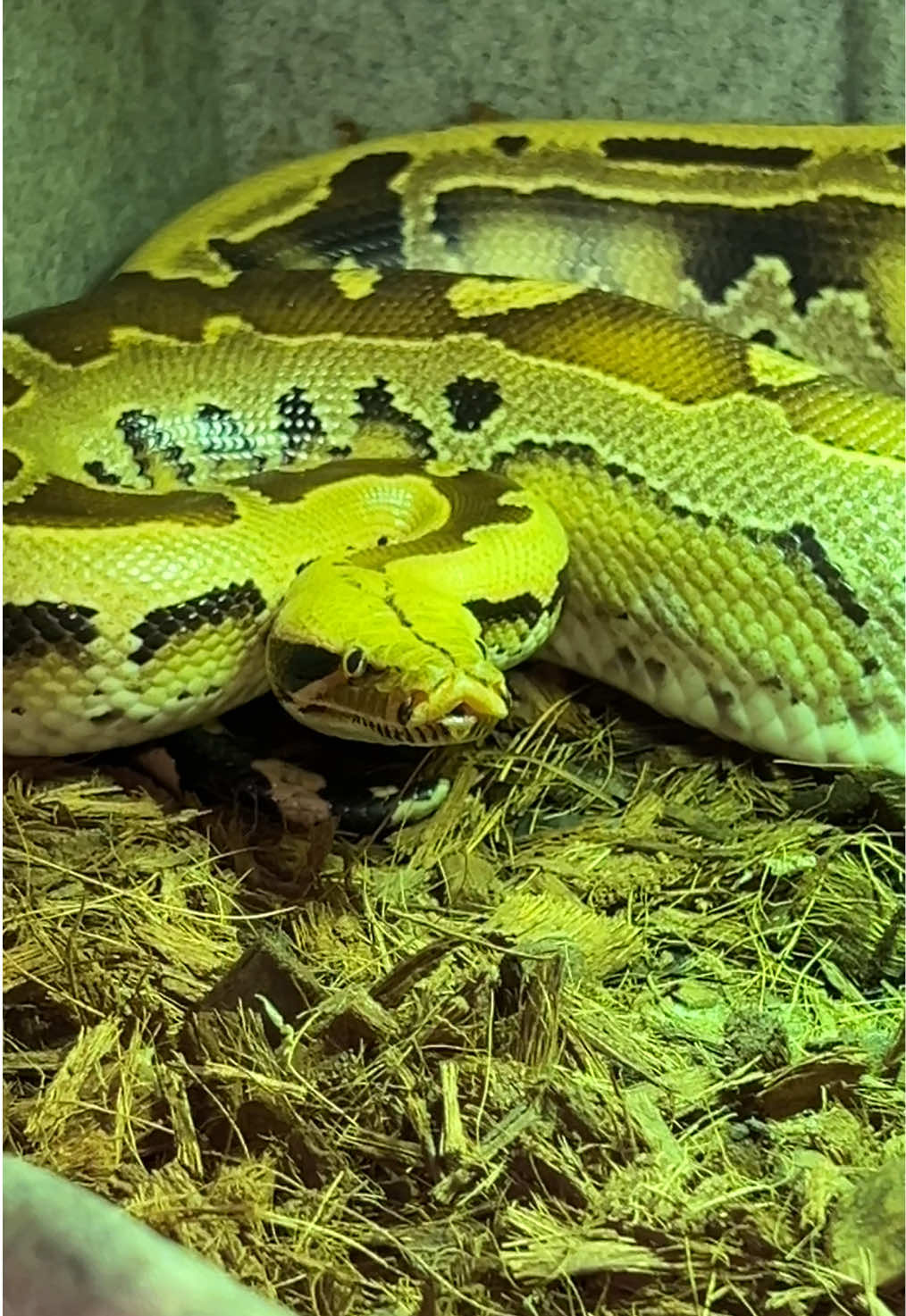 @🐍 Derricks Reptiles 🐍