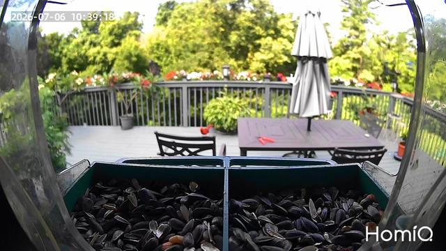 @Backyardbirdz