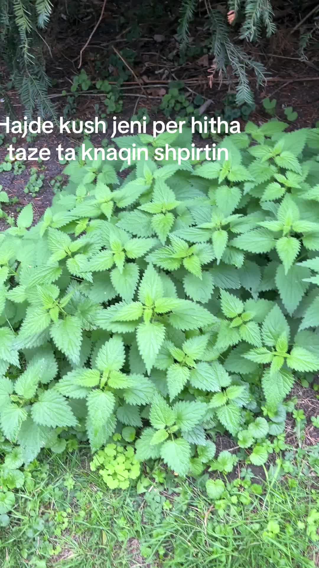 @F.topalli