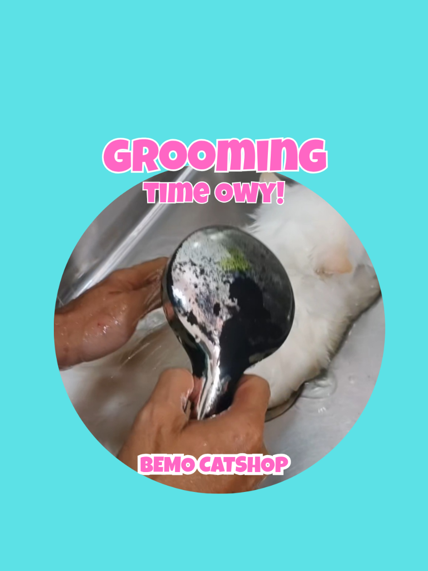 @Bemo Catshop