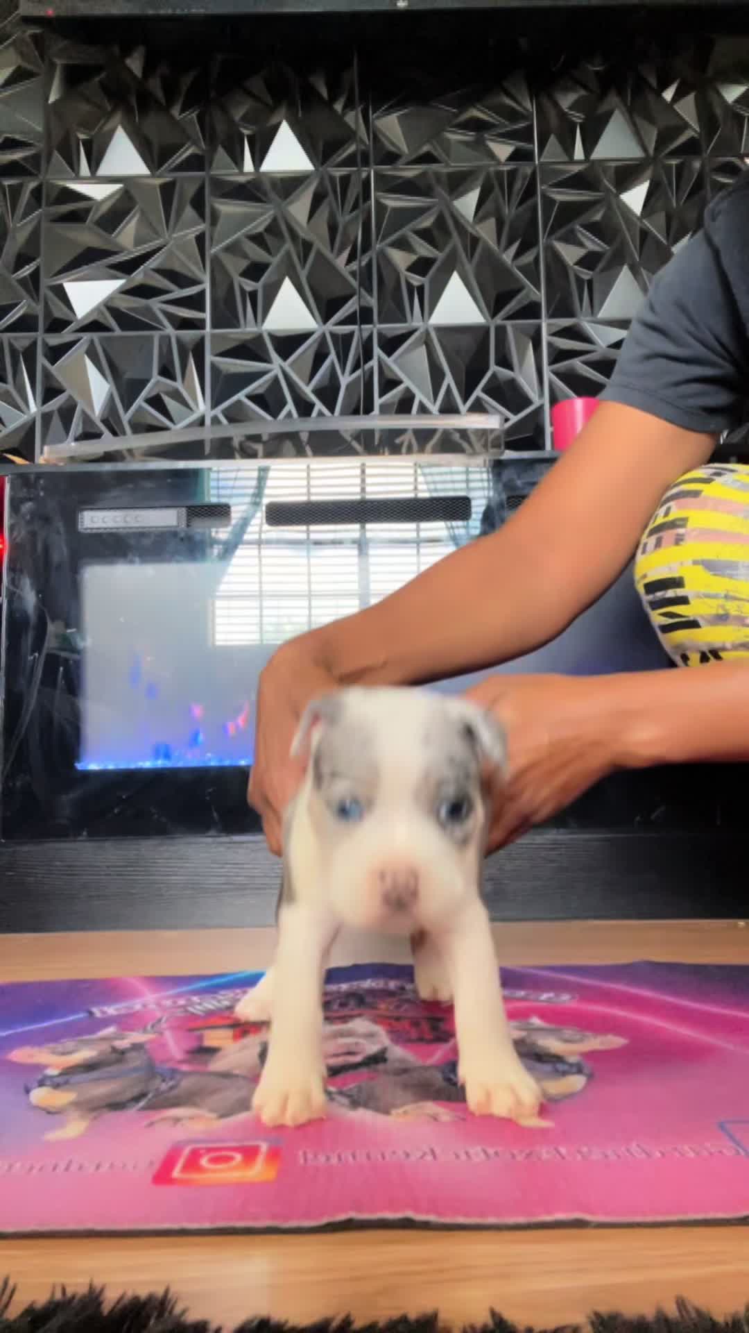 @gardnerkennel08