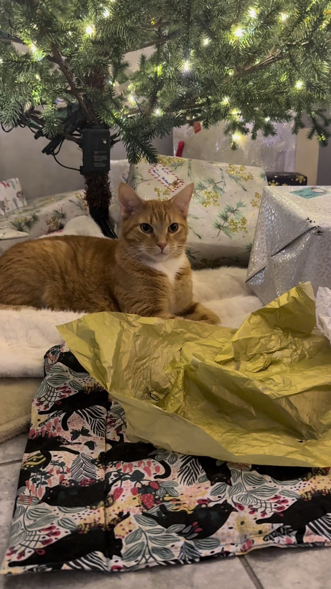 @Stef 🧡 cats! 🐈 🐈⬛🐈🐈⬛