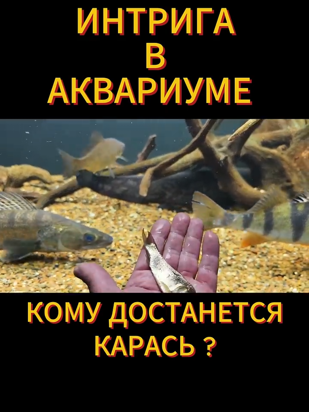 @Судак в Аквариуме