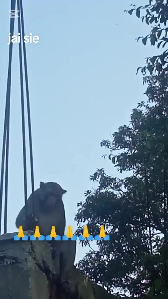 @papae ๐ฅ๐ฅQueen๐ต๐๐๐๐