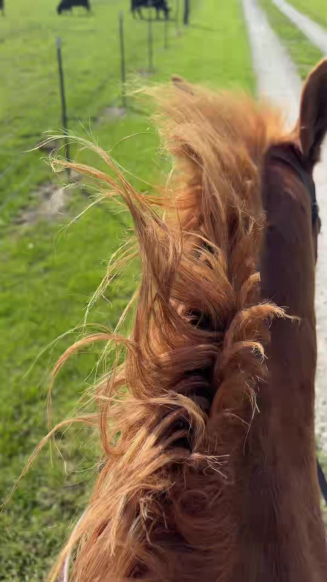 @That one horse girl