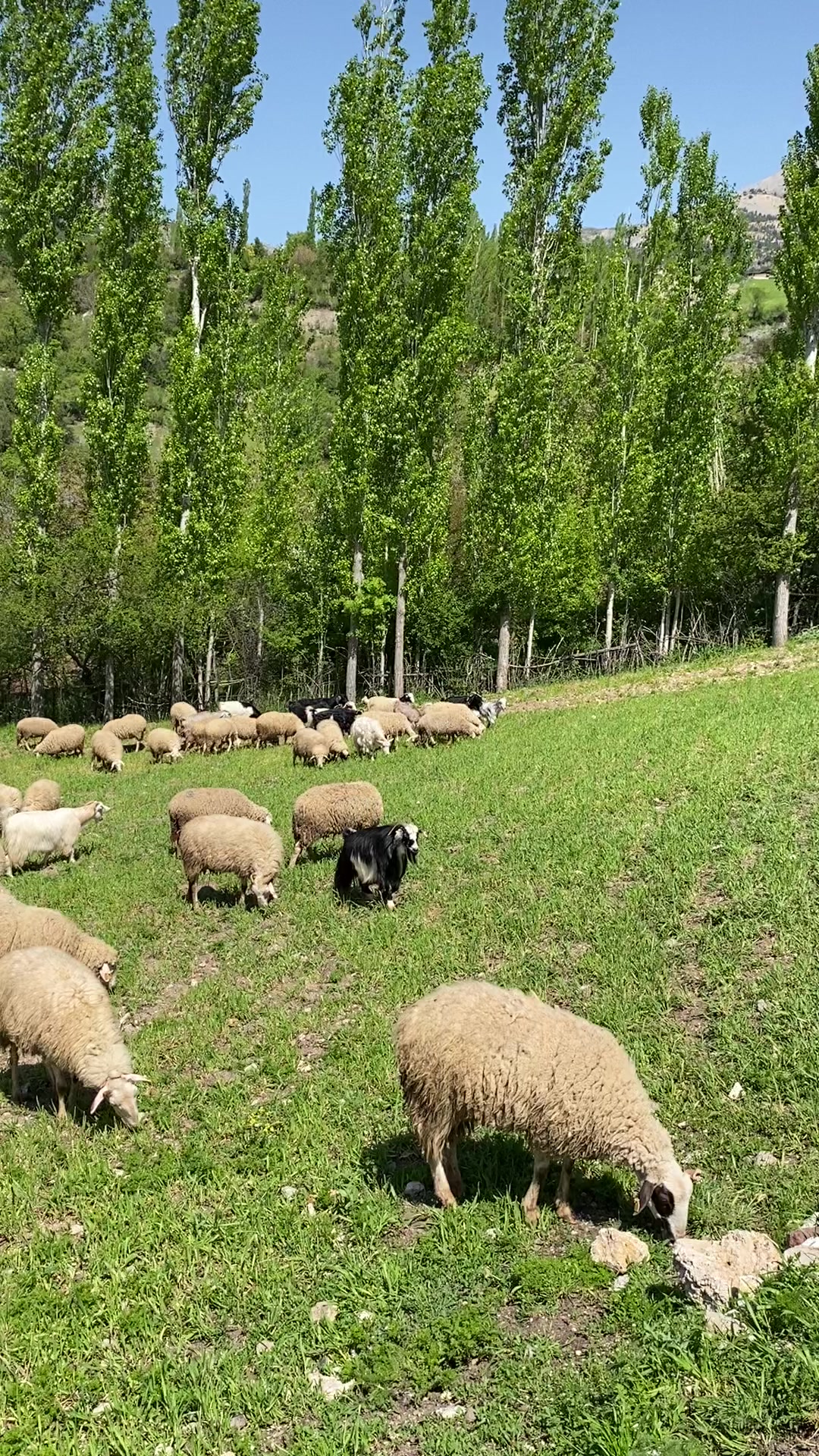 @Sarıtaş