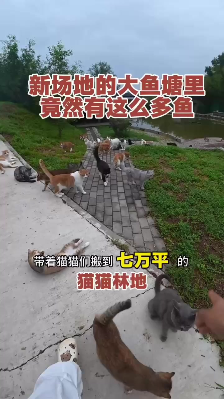 @小可爱猫猫们