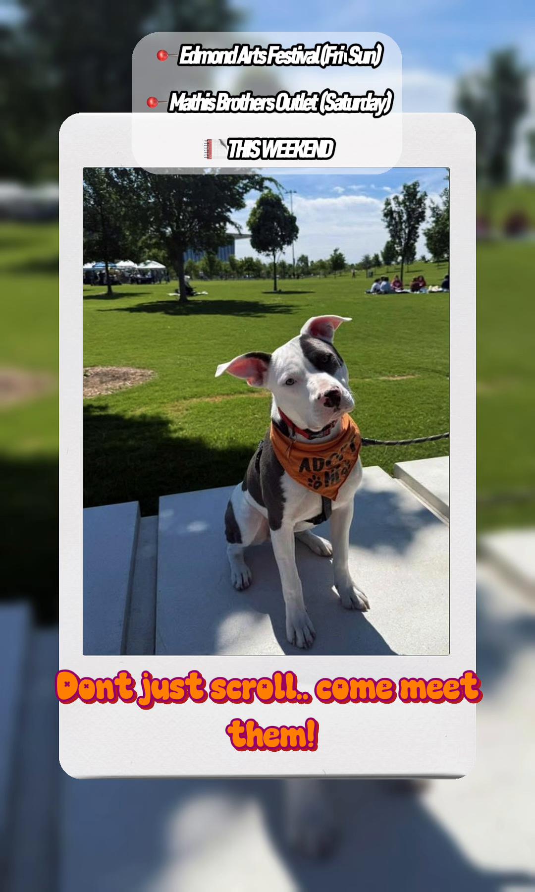 @405&ensp;Animal&ensp;Rescue