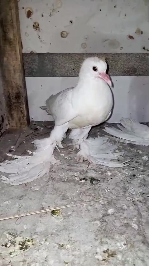 @quality.birds.ajk