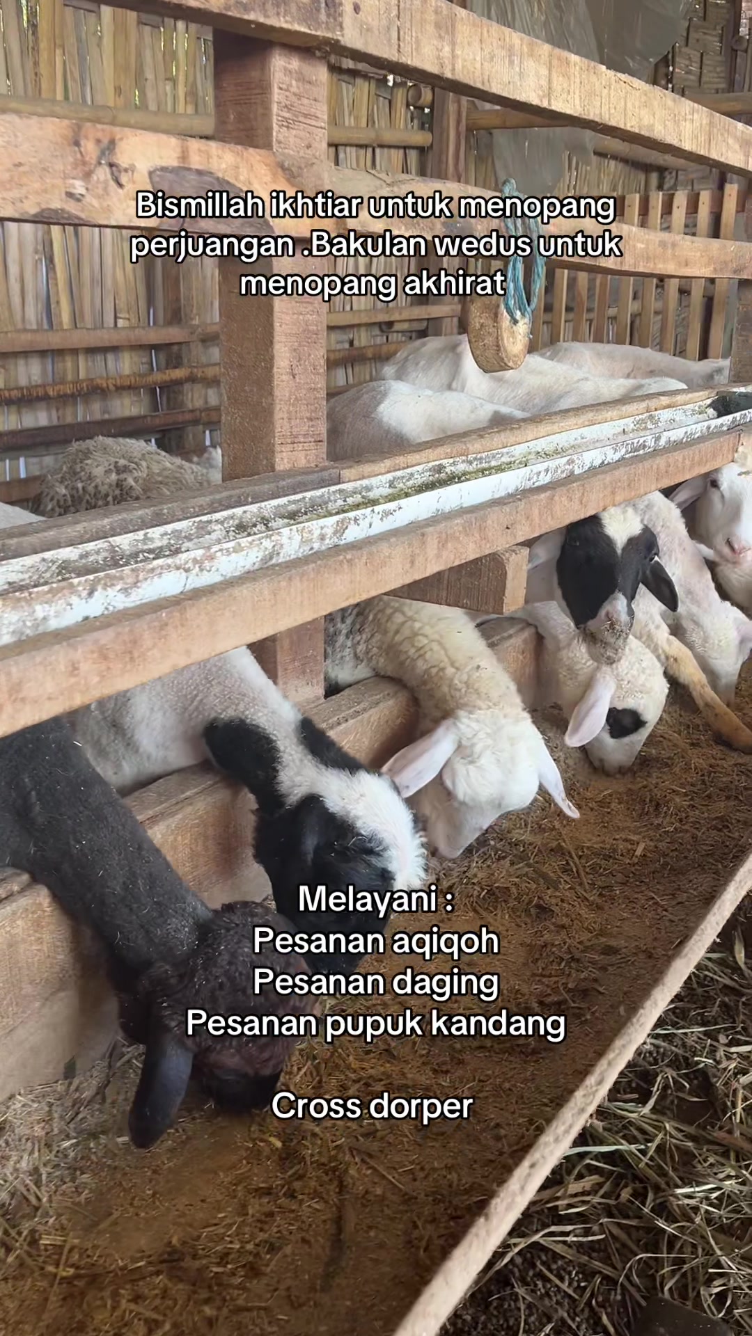@peternakankambingsolo