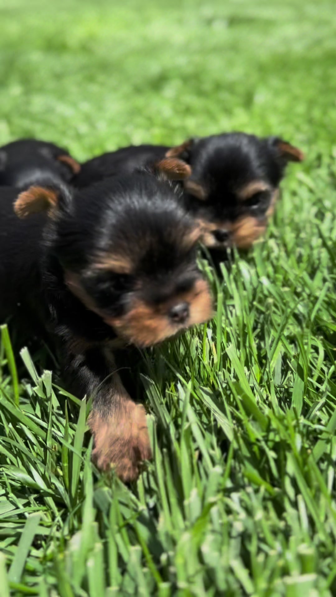 @Kimbrays Yorkies