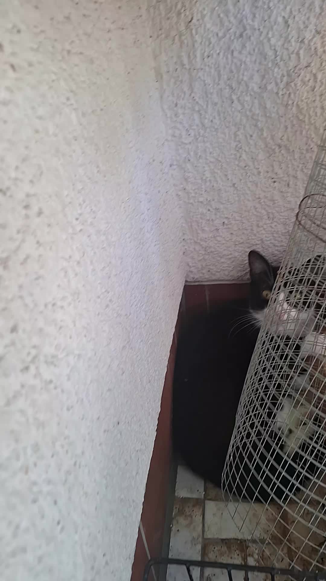 @lilythecat