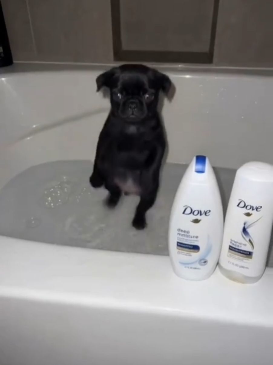 @thedogmeme