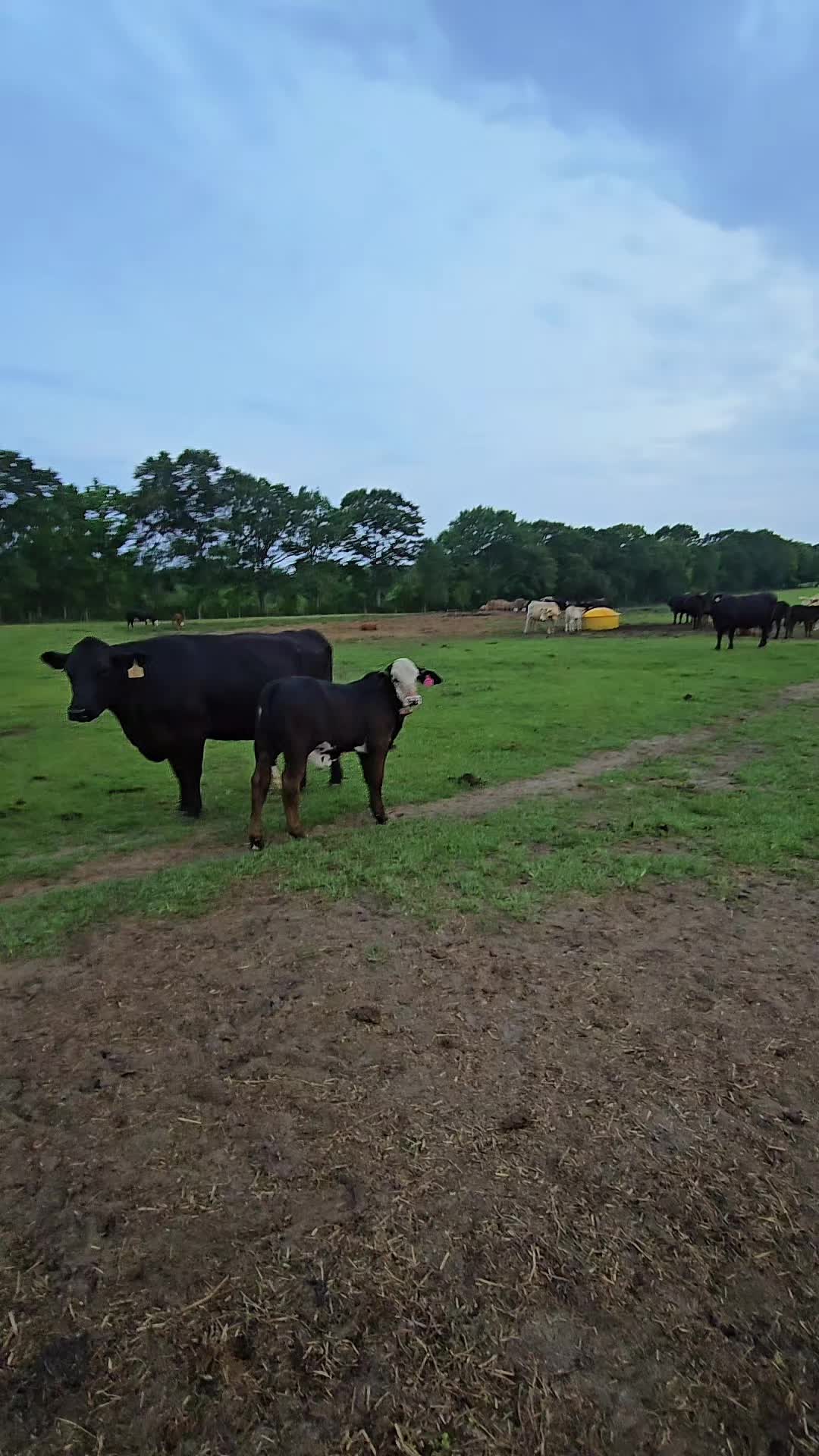@M.I. CATTLE CO.