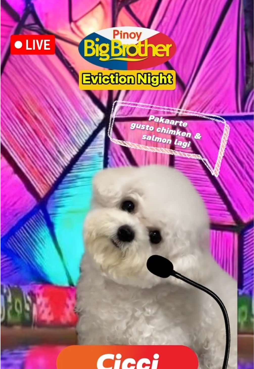 @CUCCI THE BICHON