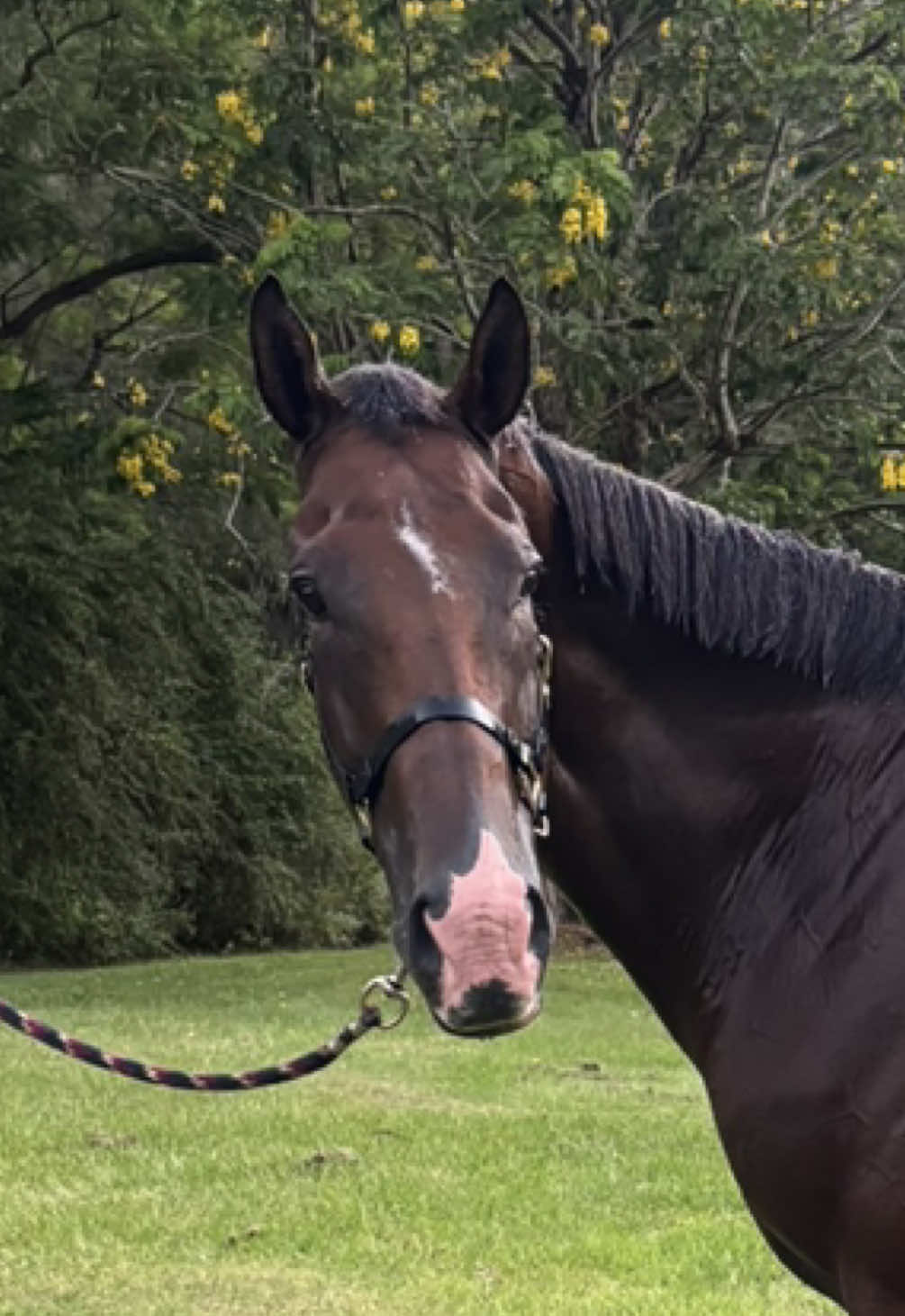 @Double F Performance Horses
