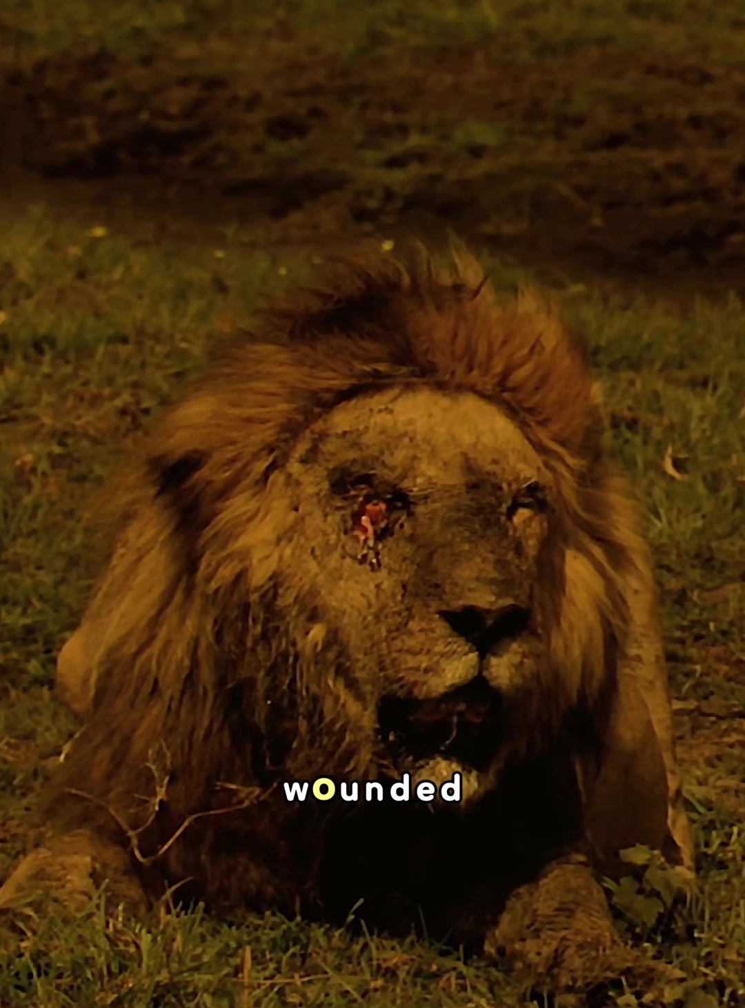 @look animals