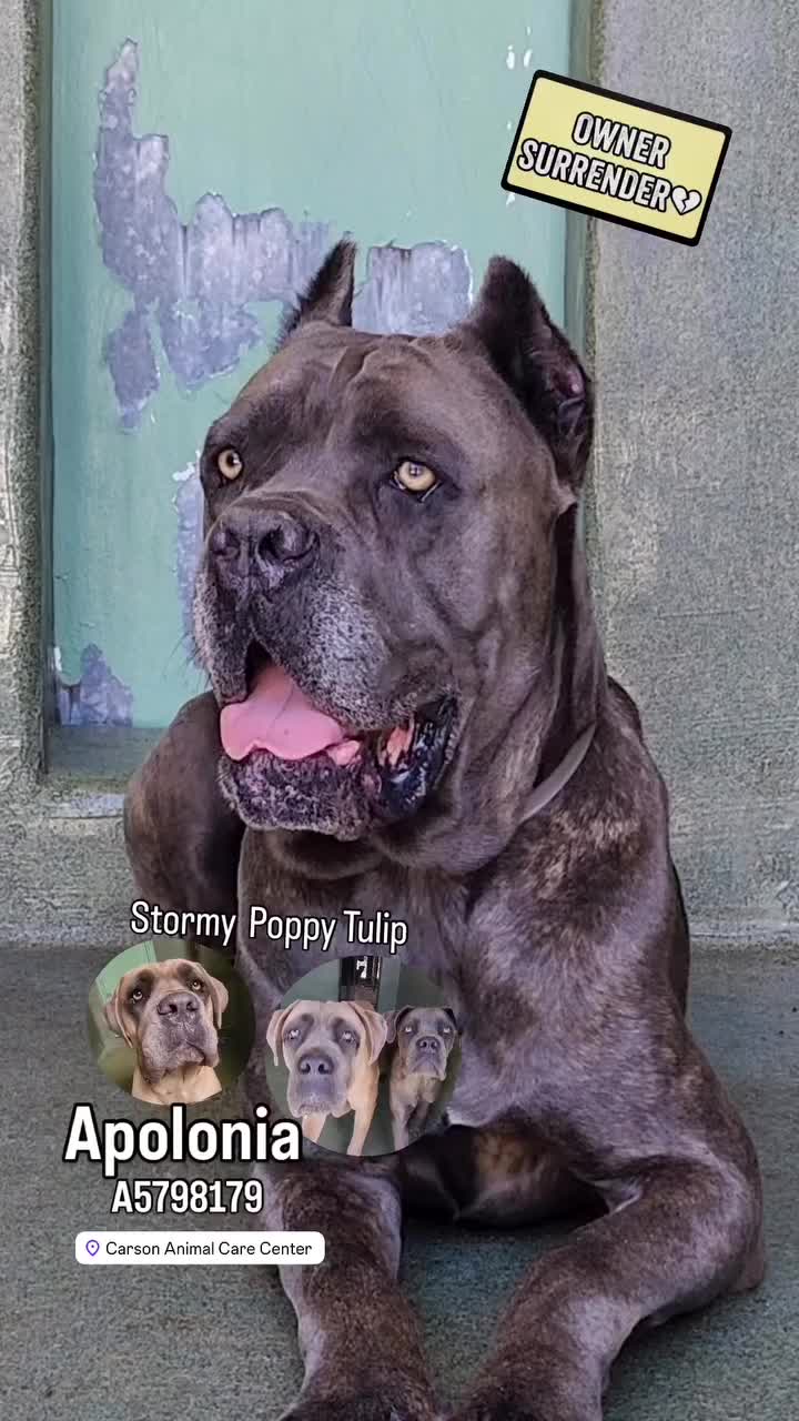 @Cane Corsos
