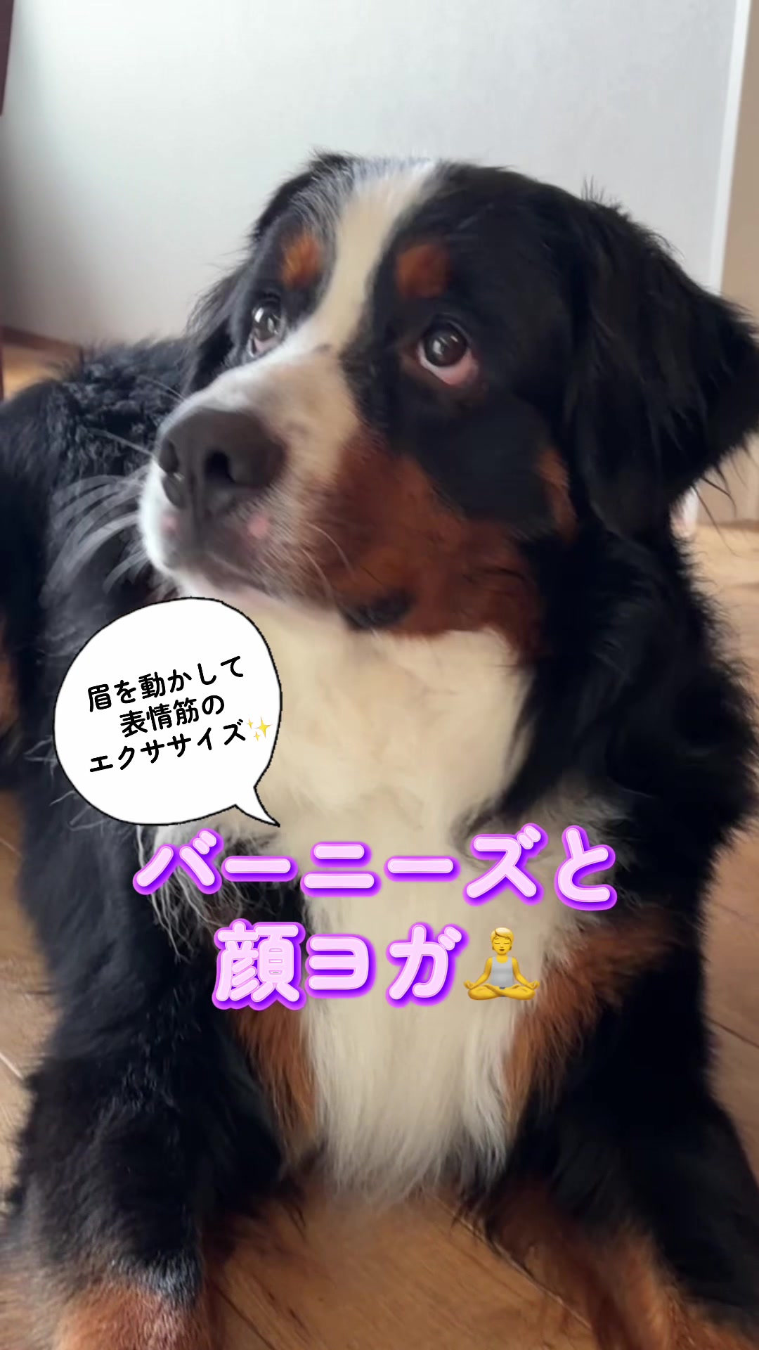 @å¯å£«å±±ð¶ð»ããŒããŒãºããŠã³ãã³ããã° - Fujisan