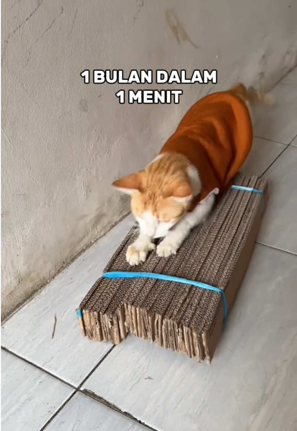 @sosor