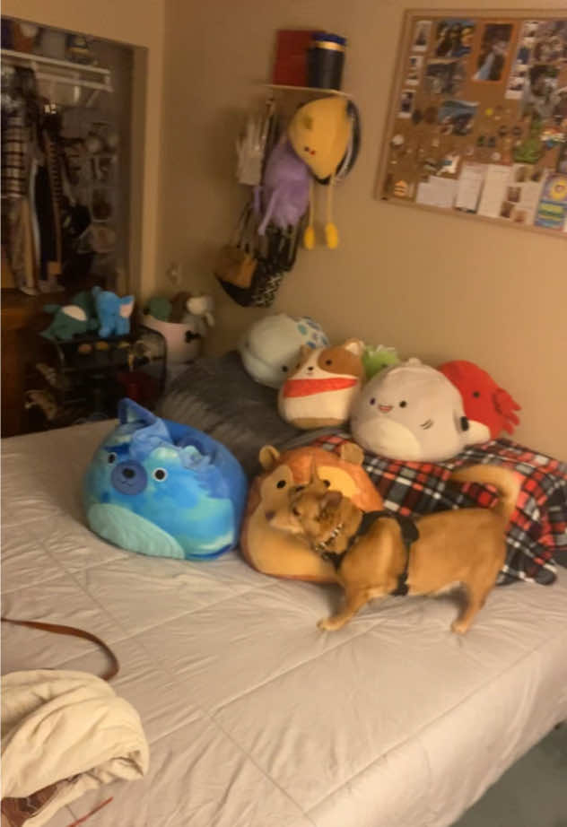 @Cat