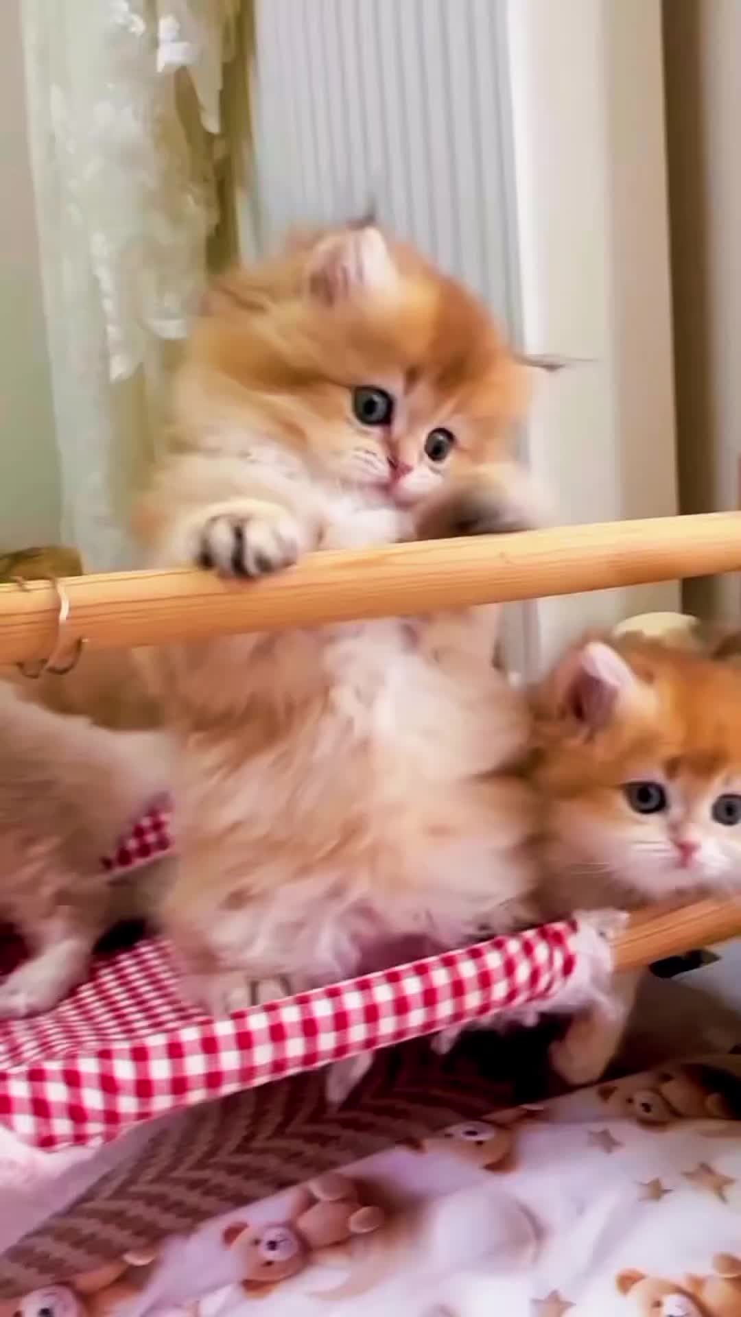 @CutekittenClub