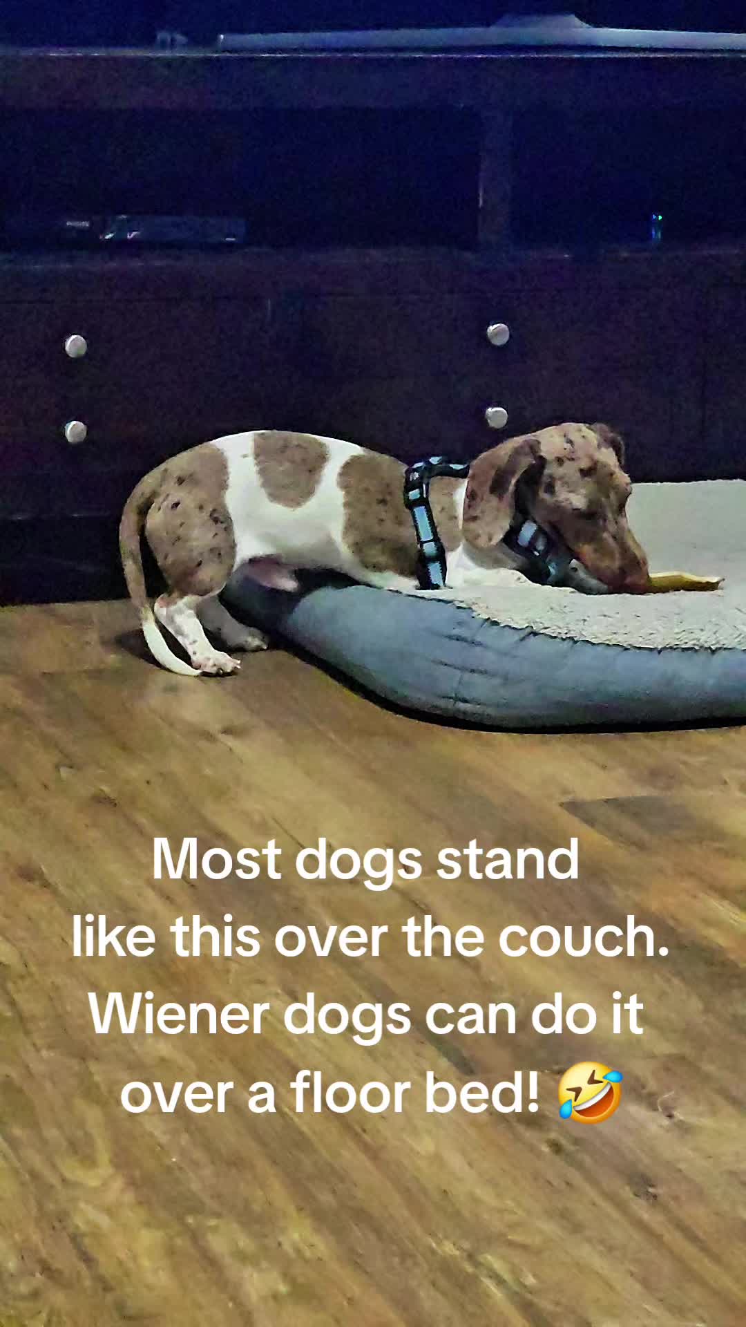 @Hardy the Hot Dog 🌭 🐾