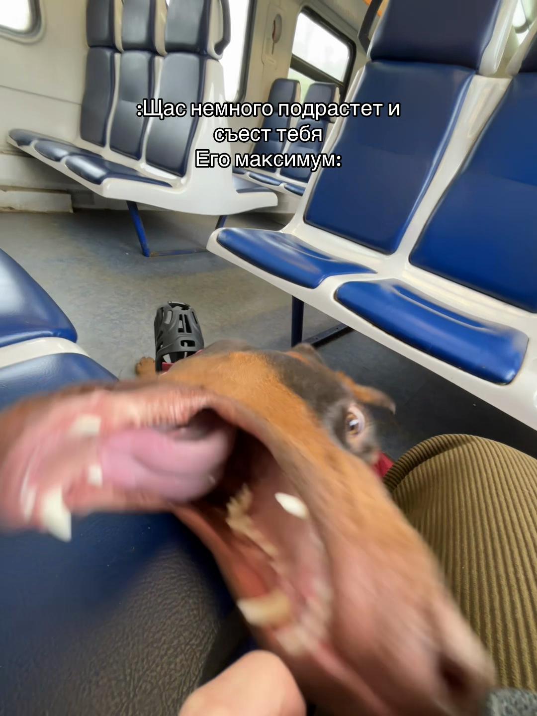 @ereeey_big.dog