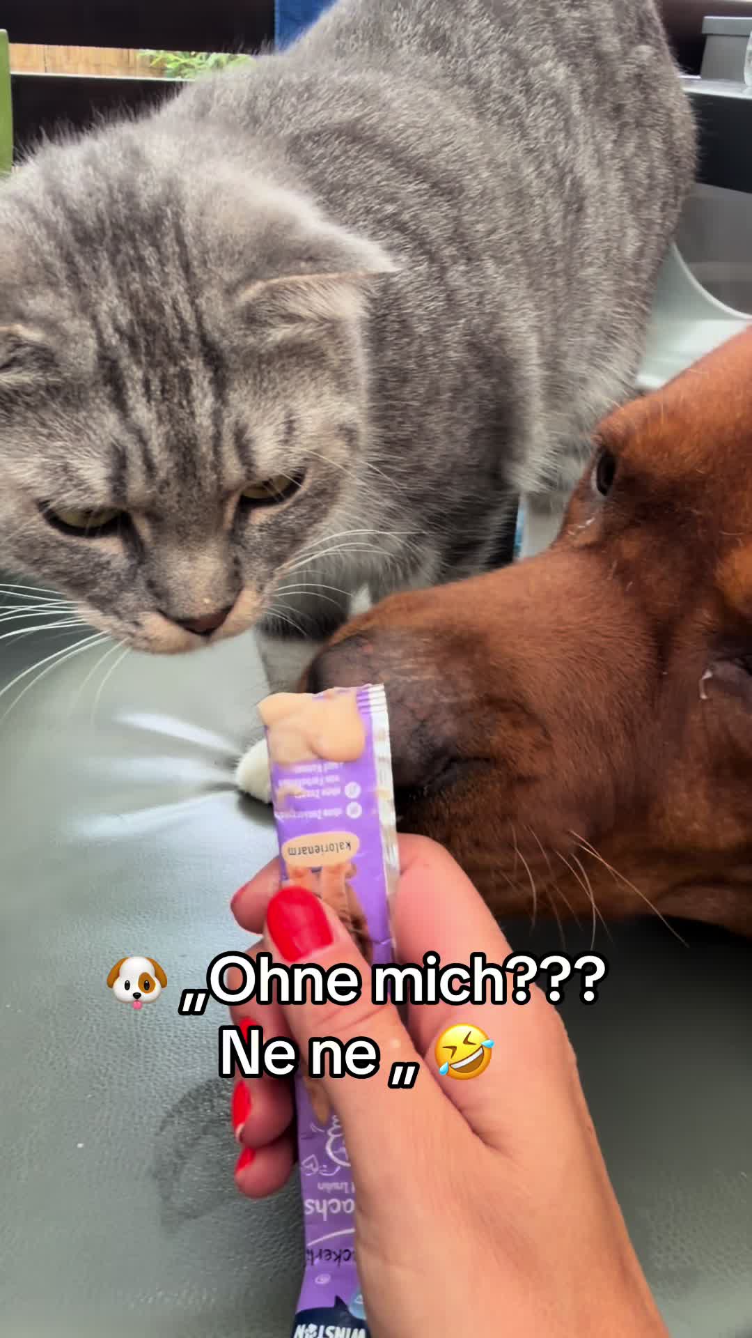 @Oscar & die Katzenbande