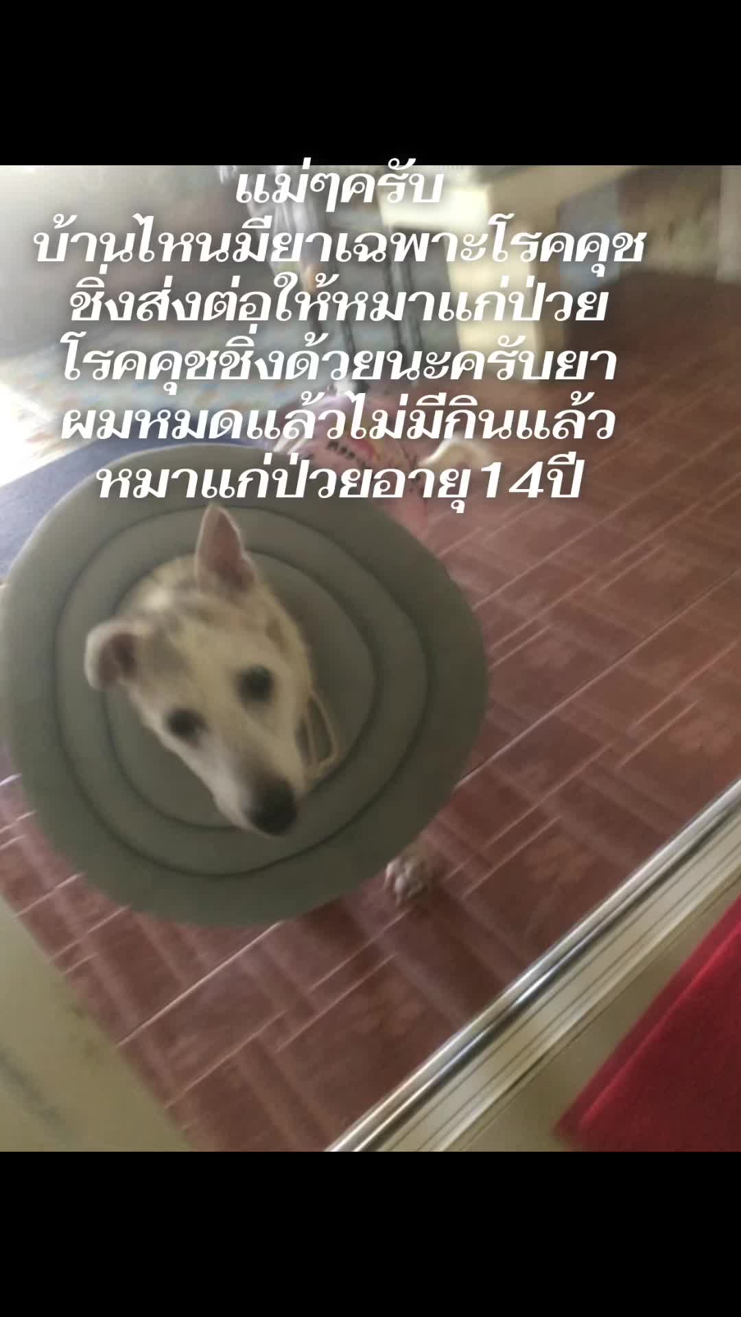@daraneerungrueang