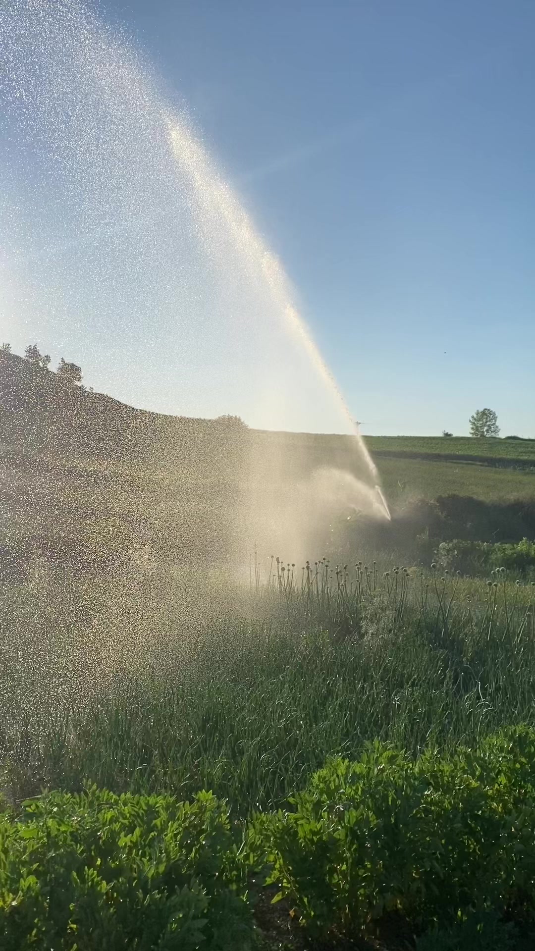 @Hüseyin Köseoğlu (HKlivestock)