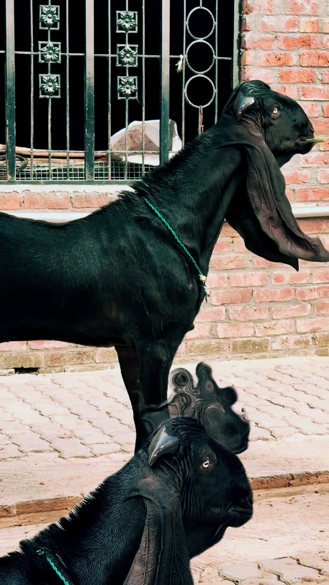 @Chohan Goat Farm Sialkot