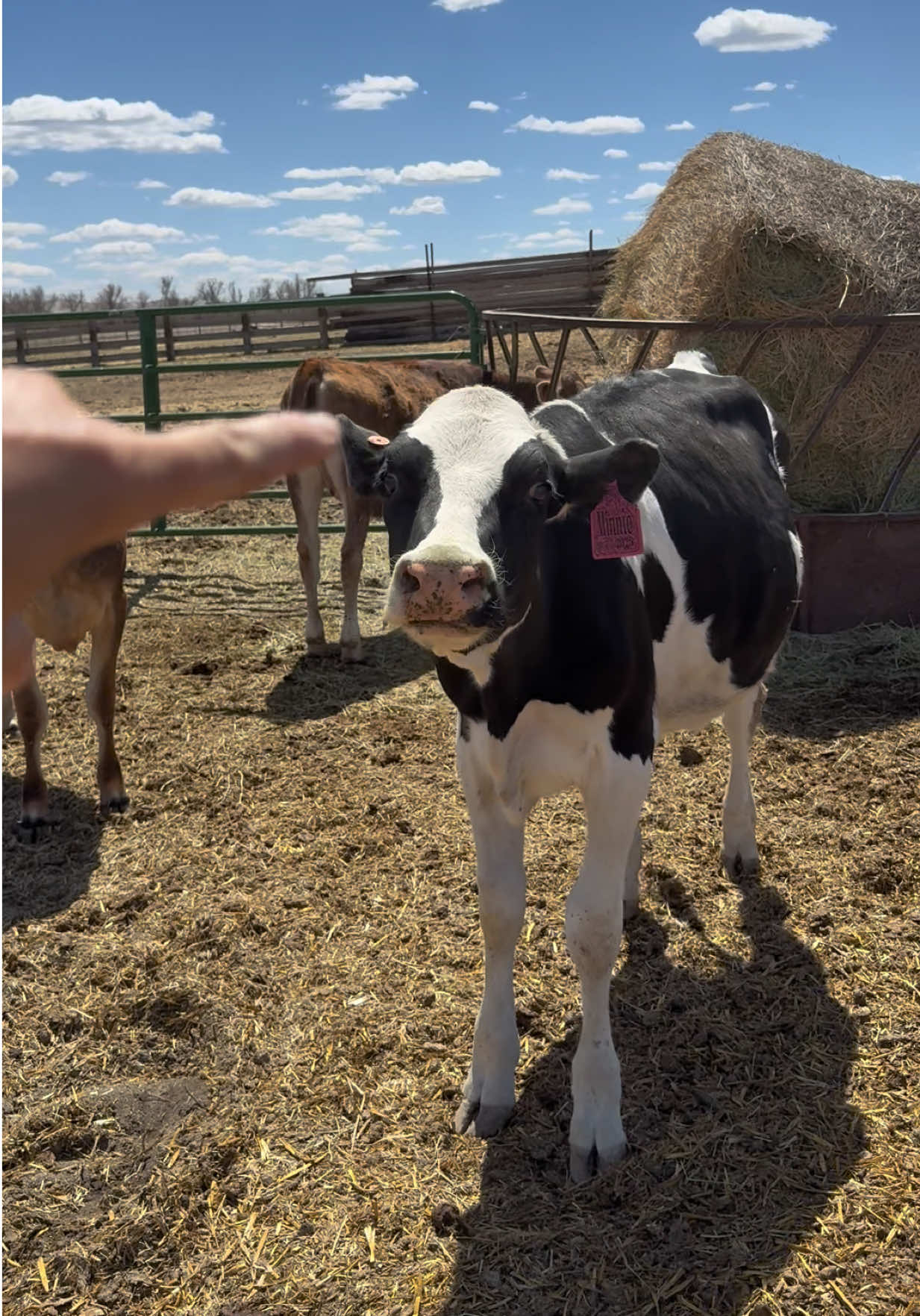 @Hayley | Crooked Creek Farms