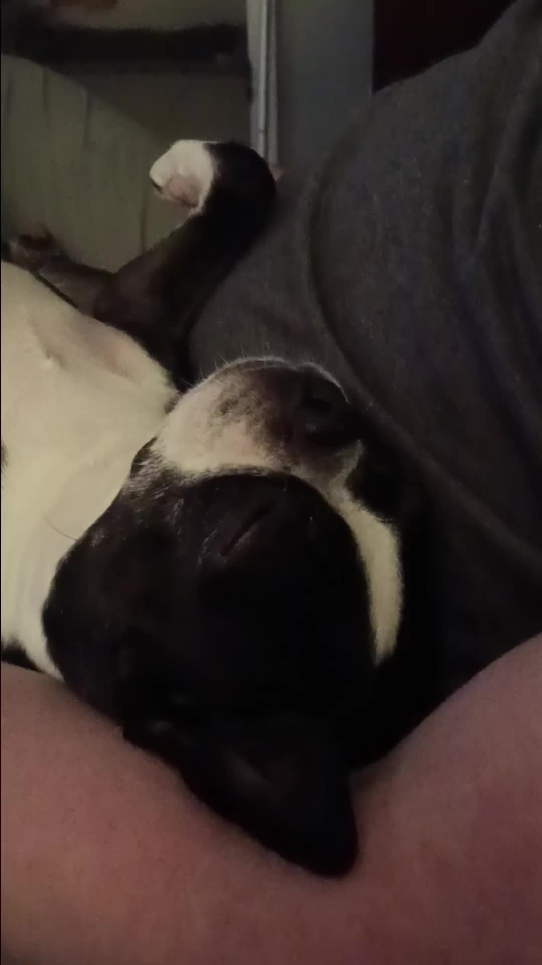 @Ruby the Boston Terrier-G7