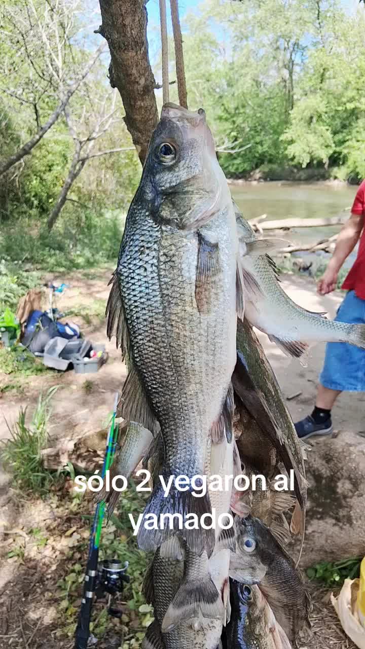 @boty el chapin 502