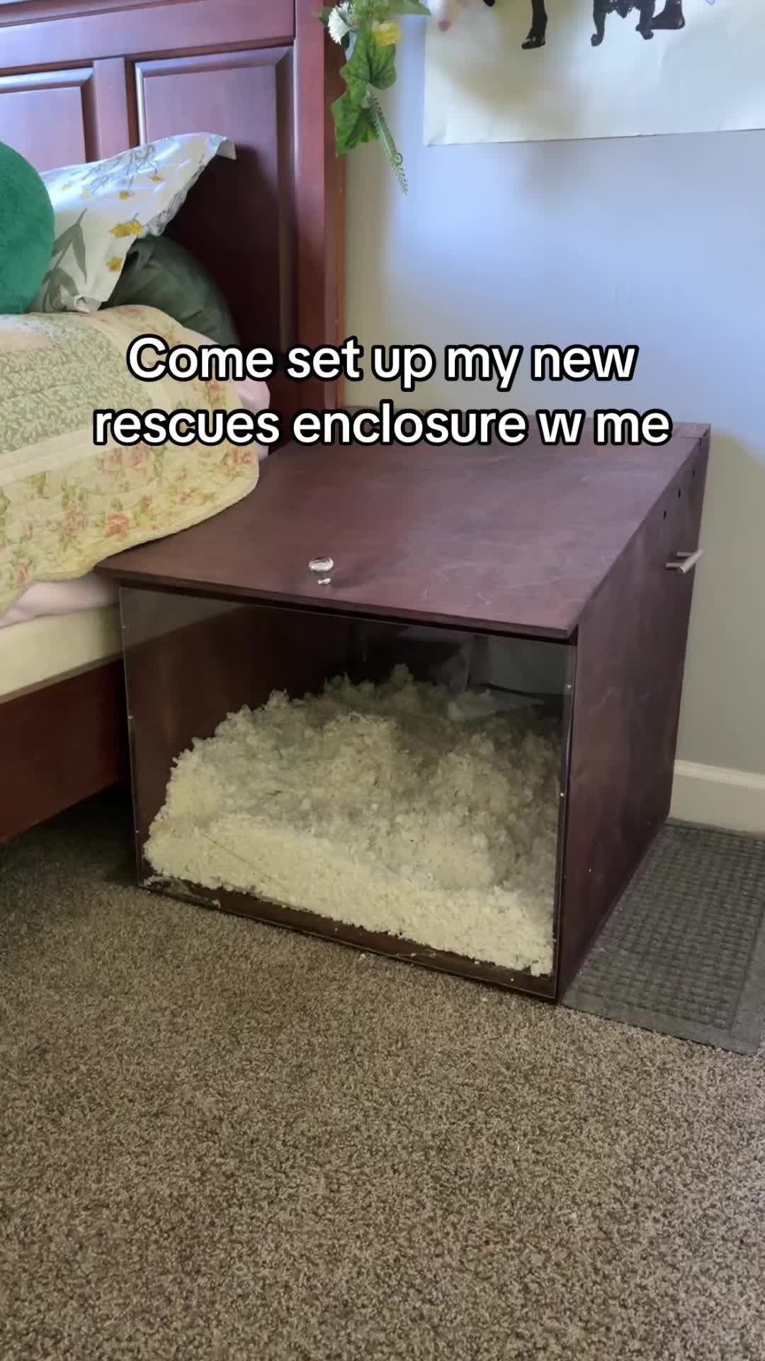 @thatweirdanimalgirl
