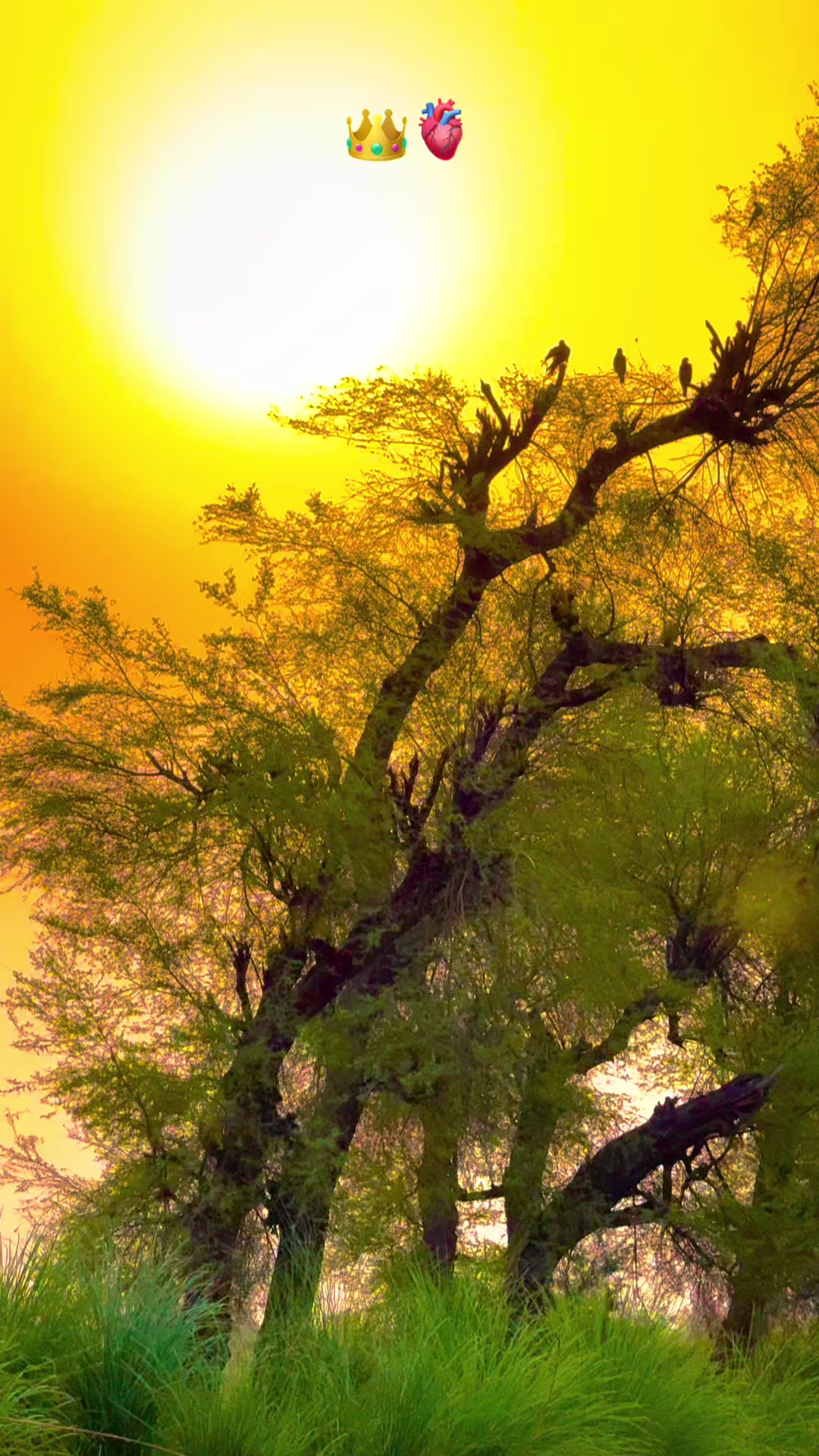 @پنجابی کلچر 🌾🍂