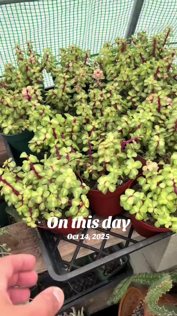 @Nanus Nursery